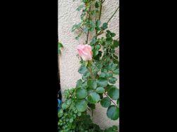 Photo n°6