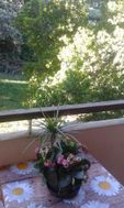 Photo n°1
