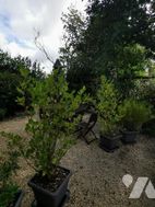 Photo n°5