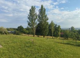 Photo n°16