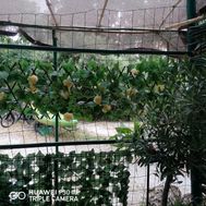 Photo n°6