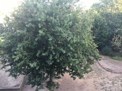 Photo n°14