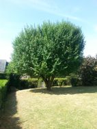 Photo n°6