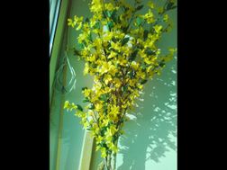Photo n°39