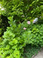 Photo n°4