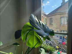 Photo n°4